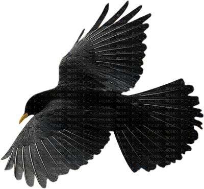 corbeau - δωρεάν png