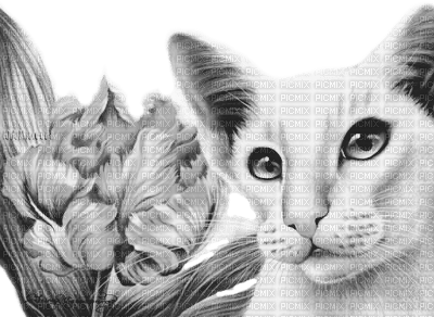 Y.A.M._Art Fantasy cat  black-white - Free PNG