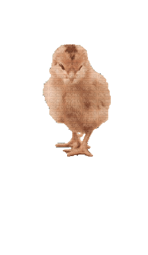 Птицы - GIF animado gratis