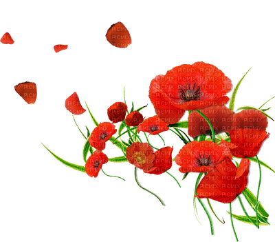 Coquelicots - 免费PNG