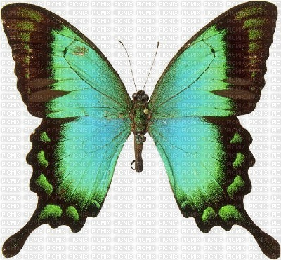 ROXY BUTTERFLY - δωρεάν png