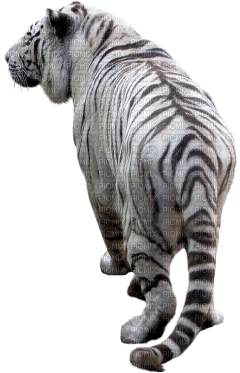 Kaz_Creations Tiger - png grátis