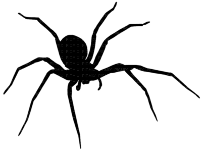 araignée - besplatni png