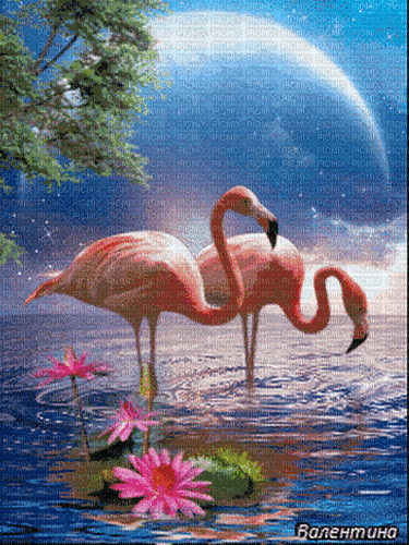 pink Flamingos - GIF เคลื่อนไหวฟรี