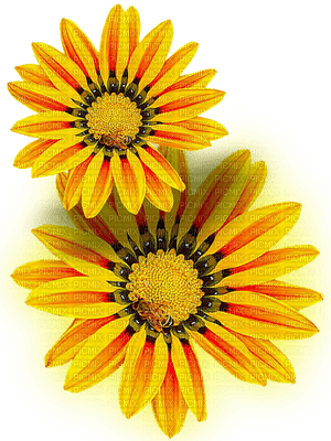 Sunflower fleur - png ฟรี