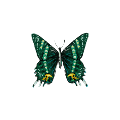 chantalmi papillon butterfly vert green - Ilmainen animoitu GIF