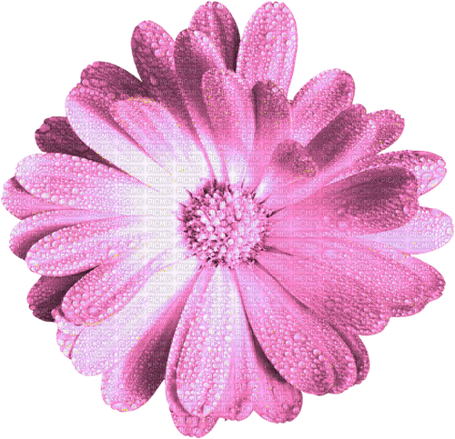 Flower.Pink - darmowe png