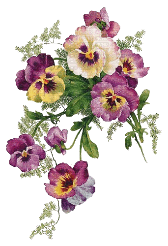 pansies flowers fleurs de pensées - Δωρεάν κινούμενο GIF