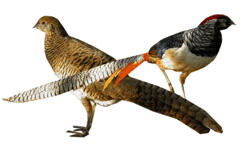 Oiseaux - bezmaksas png
