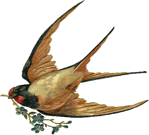 oiseaux - Nemokamas animacinis gif
