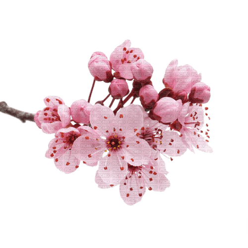 Spring Blossom - zadarmo png