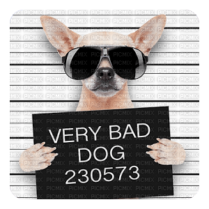 Kaz_Creations Funny Dog Pup Dogs 🐶 - png grátis