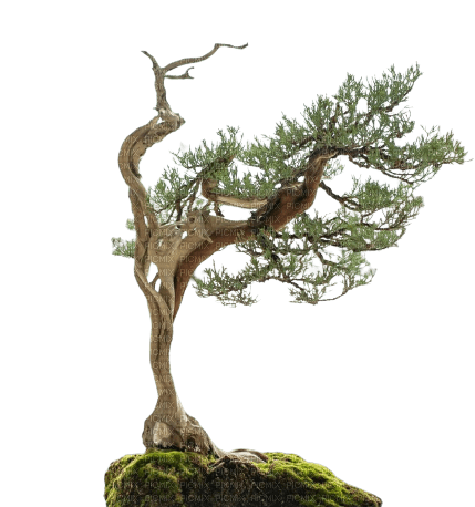 tree - безплатен png