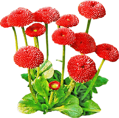 Kaz_Creations Deco Flowers Garden Grass - PNG gratuit