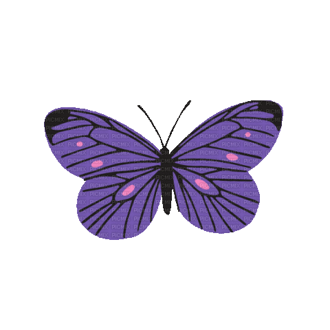 purple butterfly gif - GIF เคลื่อนไหวฟรี