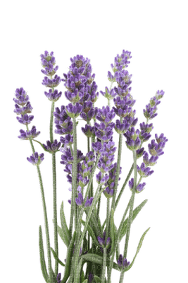 Flowers purple bp - δωρεάν png