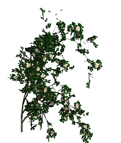 Blütenstrauch - Gratis geanimeerde GIF