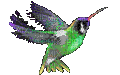 hummingbird - Kostenlose animierte GIFs