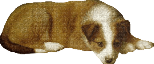 Dog Teeh - PNG gratuit