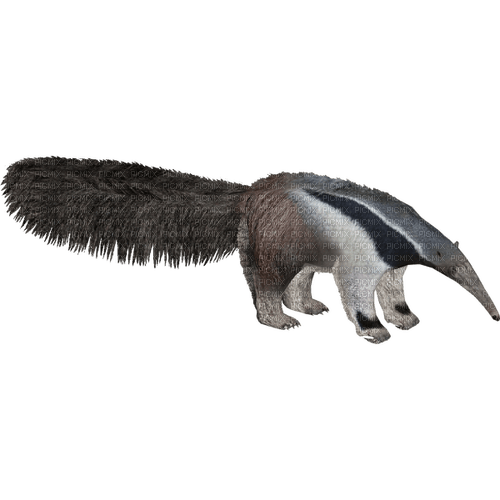 Anteater - Free PNG