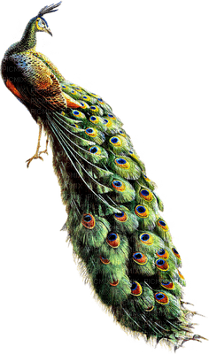 Peacock-NitsaP - png grátis