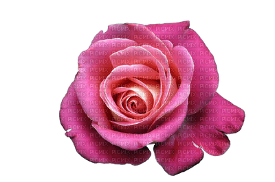 Trandafir 15 - png gratuito