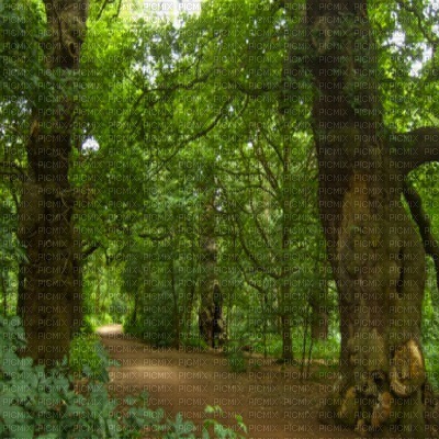 forest bp - ingyenes png