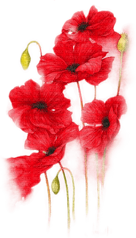 soave deco flowers poppy red green - 無料png