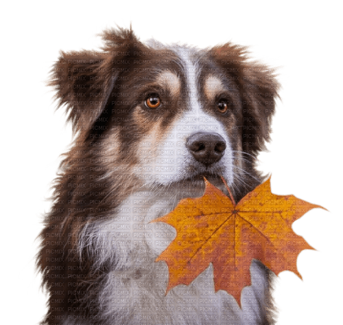 hund dog - PNG gratuit