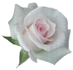ruža - nemokama png