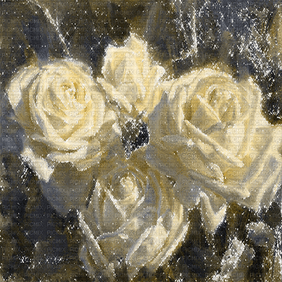 dolceluna white roses - Free animated GIF