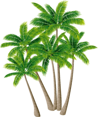 palm trees Bb2 - PNG gratuit