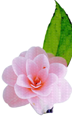 pink rose - bezmaksas png
