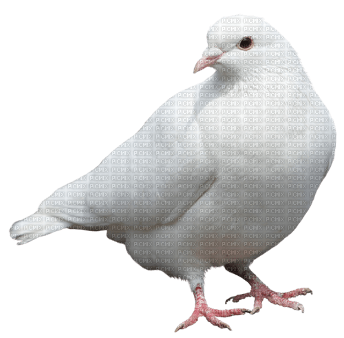 colombes - бесплатно png