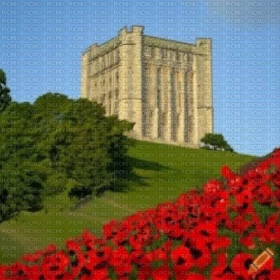 Castle and Poppies - png gratuito