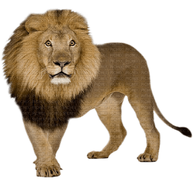 Lion - ingyenes png