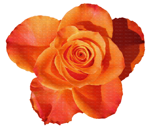 rose autumn orange kikkapink - zdarma png