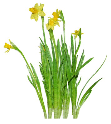 Kathleen Reynolds Grass Flowers - darmowe png