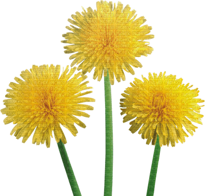 Kaz_Creations Deco Flowers Dandelion Flower - besplatni png