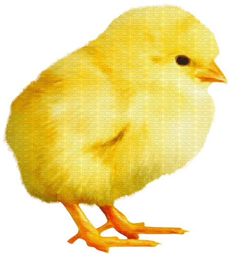 Chick.Yellow.Orange - zdarma png