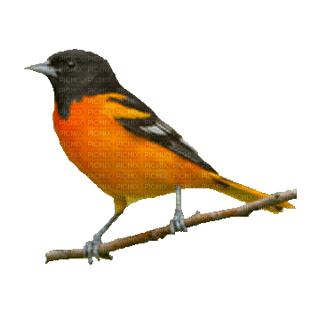 birds katrin - 免费PNG