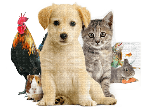animaux - png ฟรี