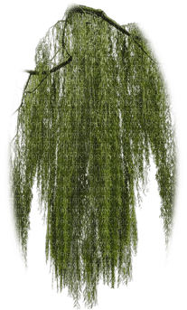 Pflanze - png grátis