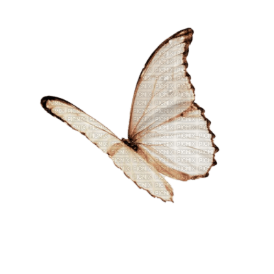 Butterfly - ilmainen png