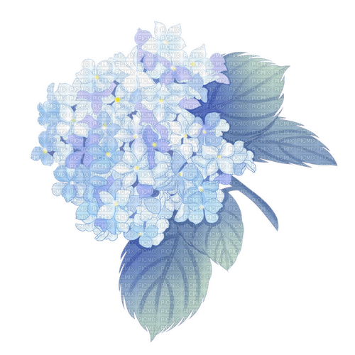 hortensia Bb2 - png grátis