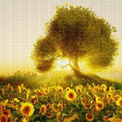 sunflowers fond bp - ücretsiz png
