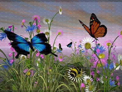 butterfly5 - gratis png