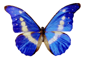 papillon - Kostenlose animierte GIFs
