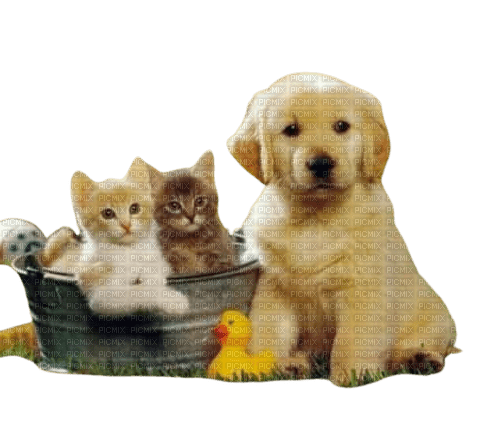 chats et chien - бесплатно png
