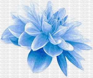 Blue Flower - безплатен png